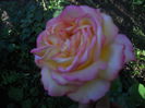 DSCN7774