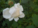 DSCN7775