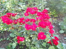 DSCN7776