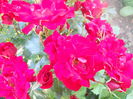 DSCN7777
