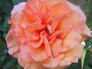 DSCN7779