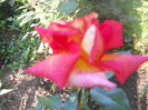 DSCN7781