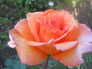 DSCN7778