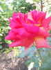 DSCN7780