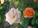 DSCN7784