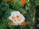 DSCN7785