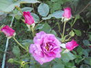 DSCN7786