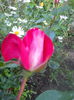 DSCN7792