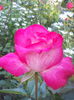 DSCN7793