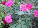 DSCN7794