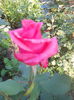 DSCN7796