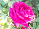 DSCN7800