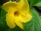 allamanda
