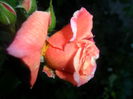 SAM_5475