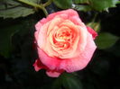 SAM_5476