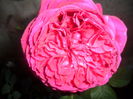 SAM_5481
