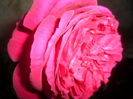SAM_5482