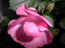 SAM_5484