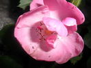SAM_5485