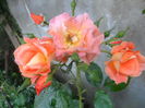 SAM_5486