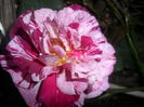SAM_5489
