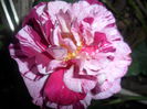SAM_5490