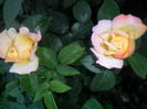 SAM_5494