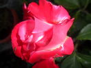 SAM_5501