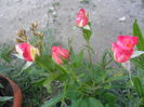 SAM_5502