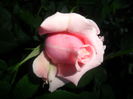 SAM_5503