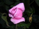 SAM_5510