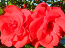 SAM_5515