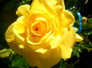 SAM_5517