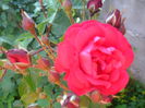 SAM_5518