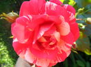 SAM_5523
