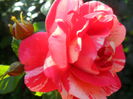 SAM_5524