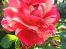 SAM_5525