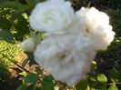 SAM_5529