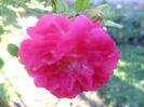 SAM_5530