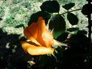 IMG_20150530_113847