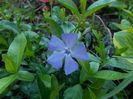 vinca