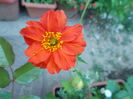 geum chiloense
