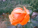 IMG_20150530_203254
