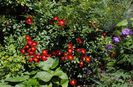 Bienenweide Rot
