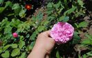 England s Rose