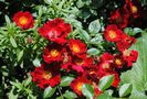 Bienenweide Rot