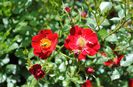 Bienenweide Rot