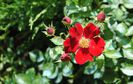 Bienenweide Rot