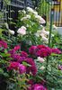 Munstead Wood si Eden Rose