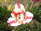 Tulipa Flaming Parrot (2015, May 03)